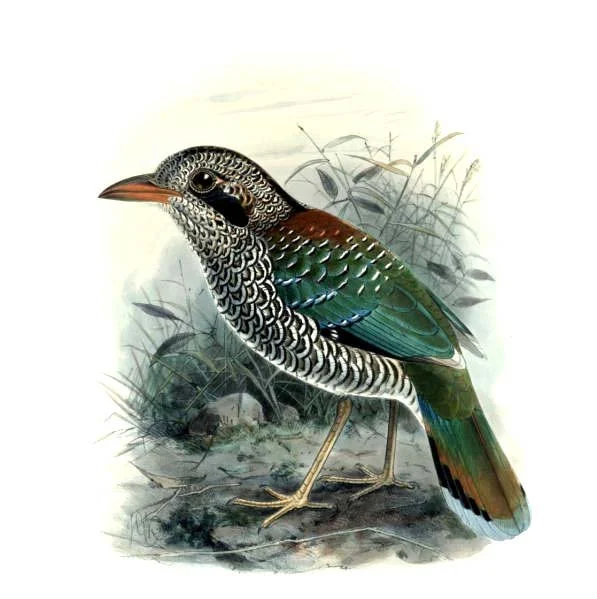 Scaled Ground Roller
