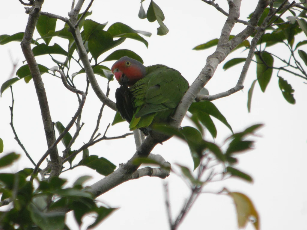 Red-cheeked Parrot