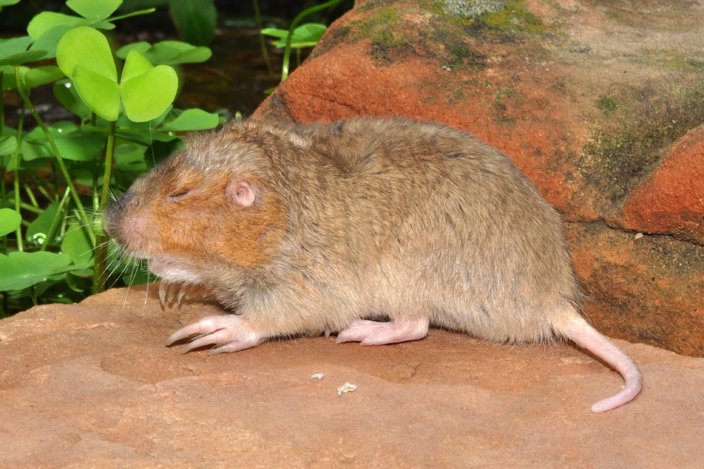 Attwater s Pocket Gopher.