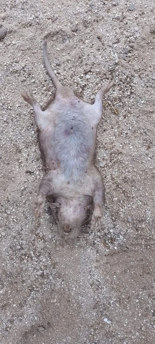 Tropical Gopher