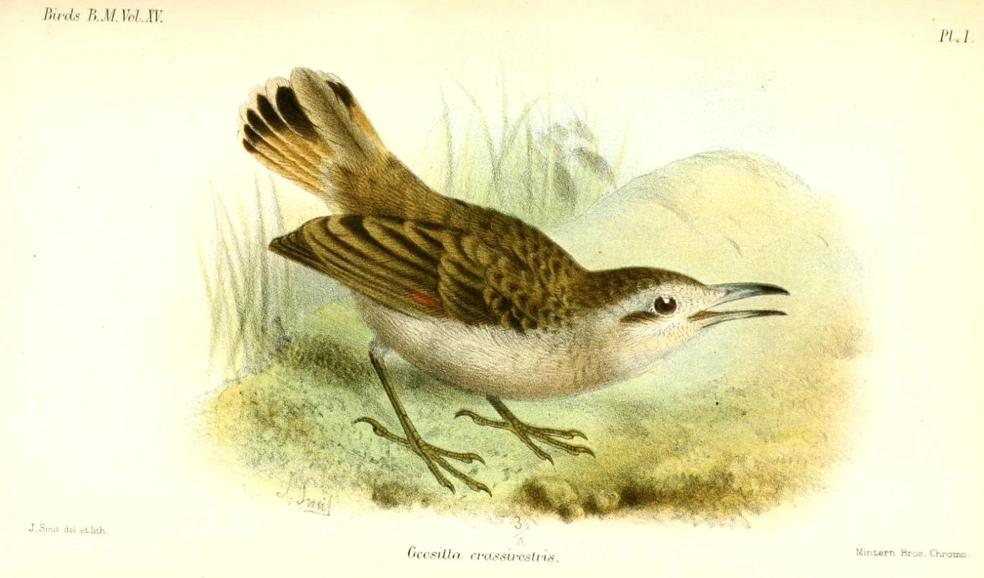 Thick-billed Miner