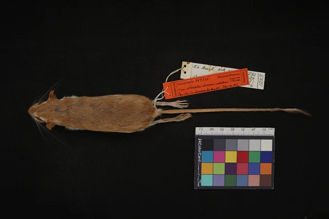 Swarthy Gerbil