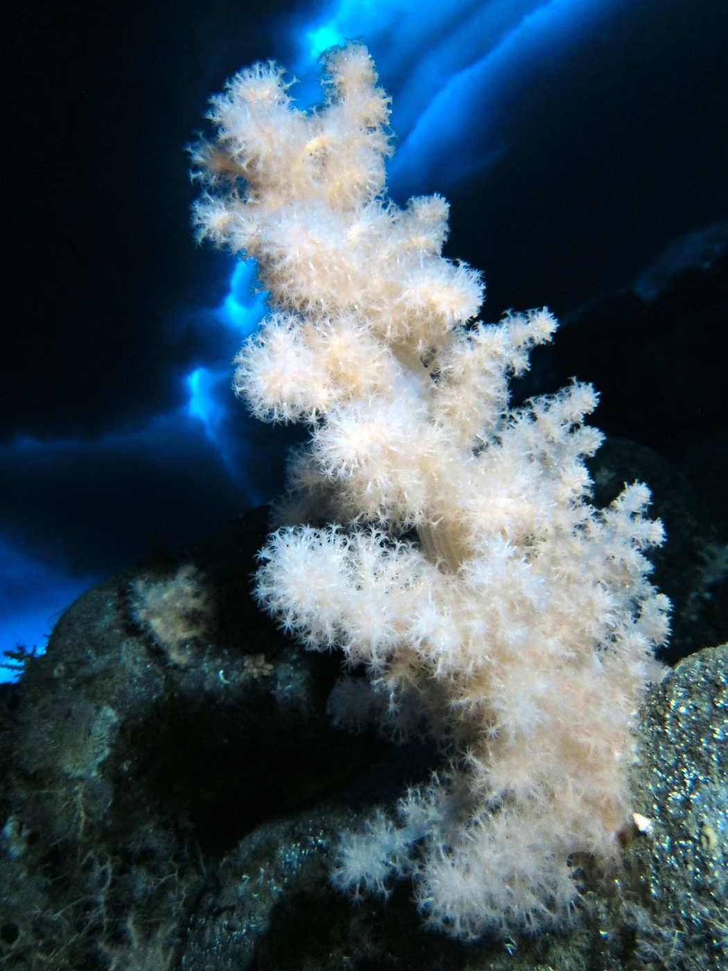 passionate carnation coral