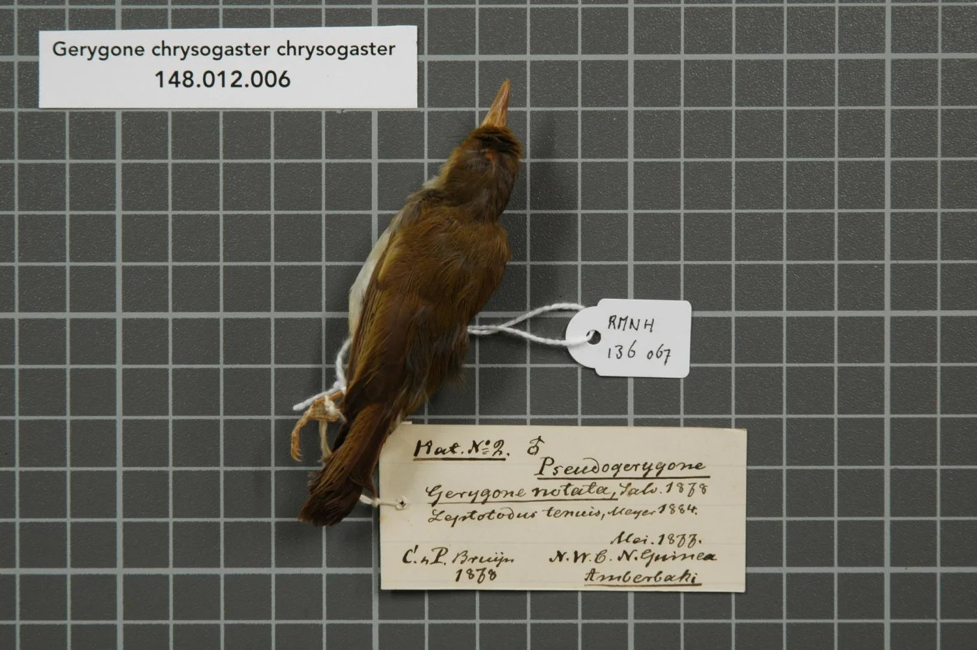 Yellow-bellied Gerygone