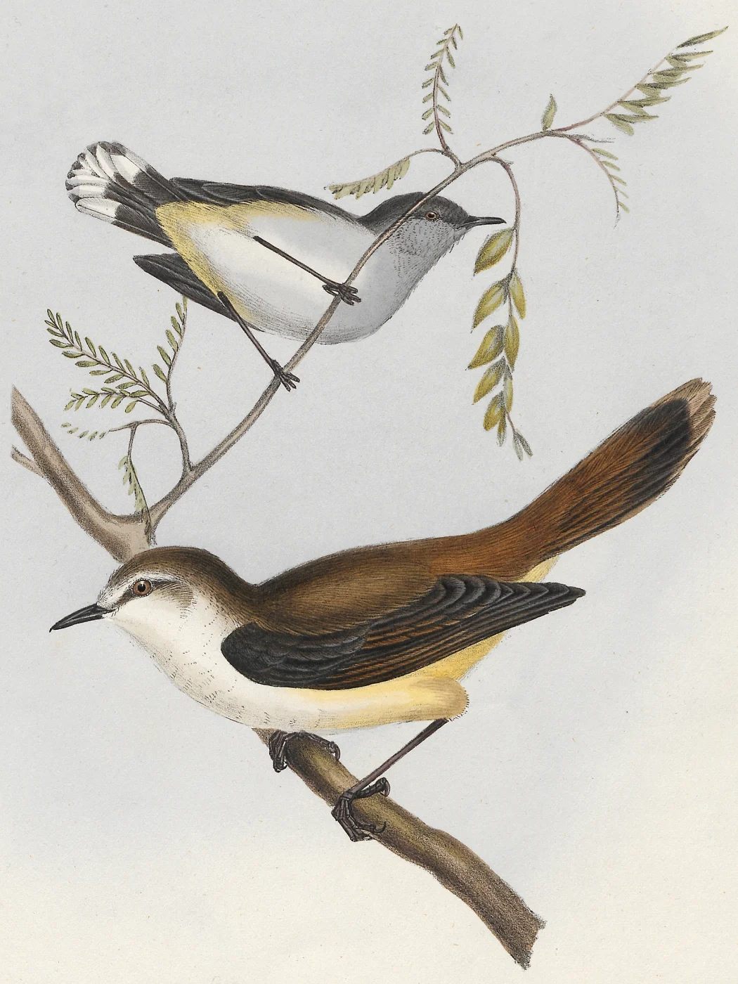 Ashy Gerygone