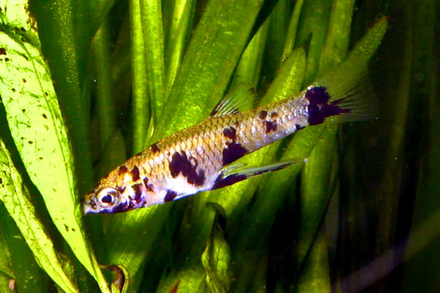 toothy topminnow