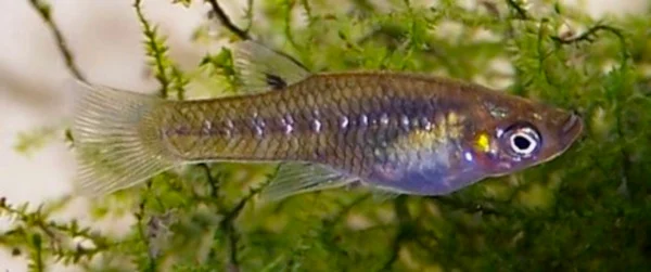 smallfinger topminnow