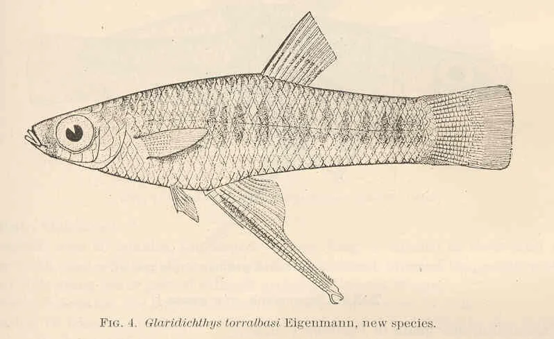 singlespot topminnow