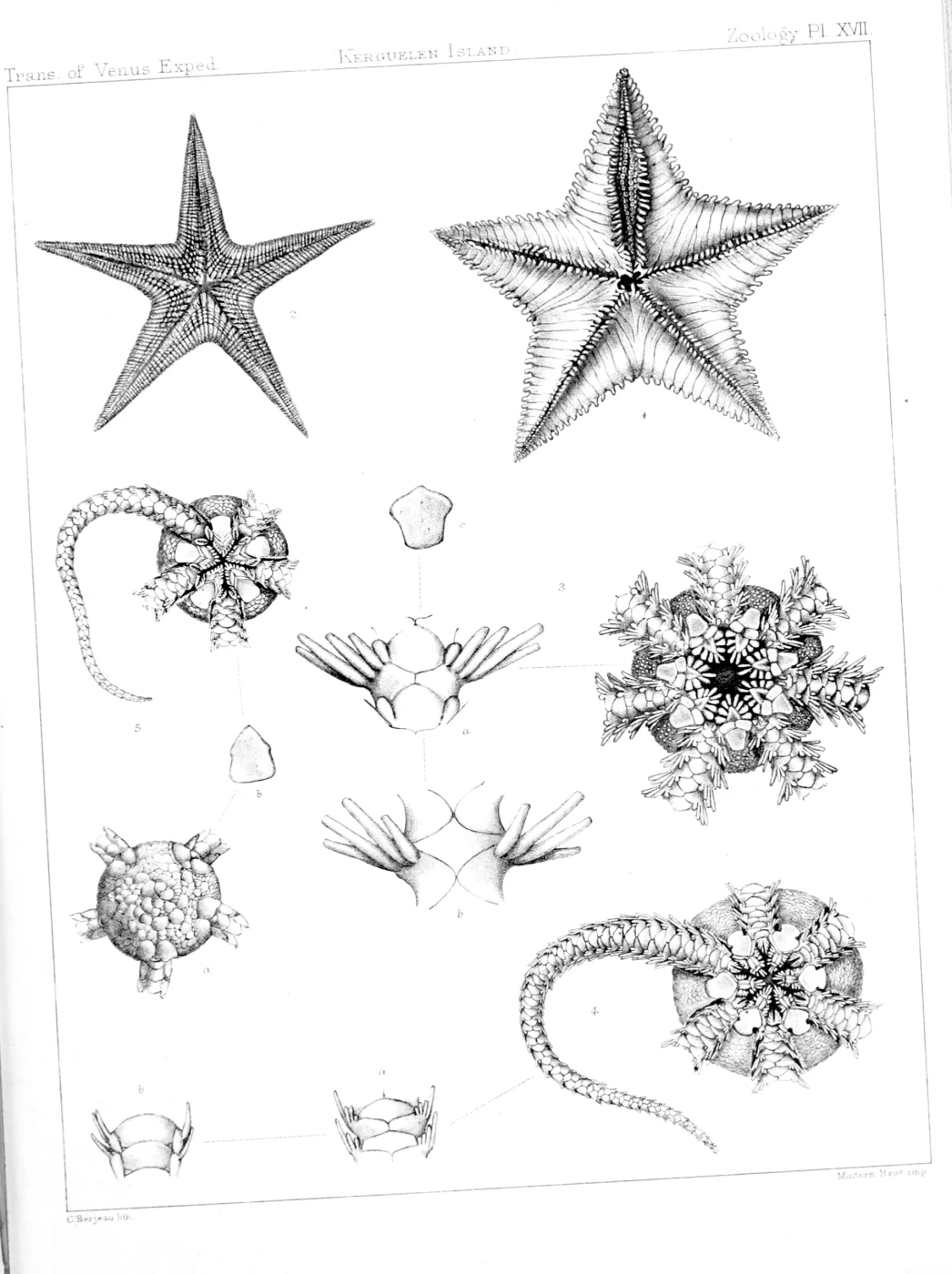 red spiny cushion star