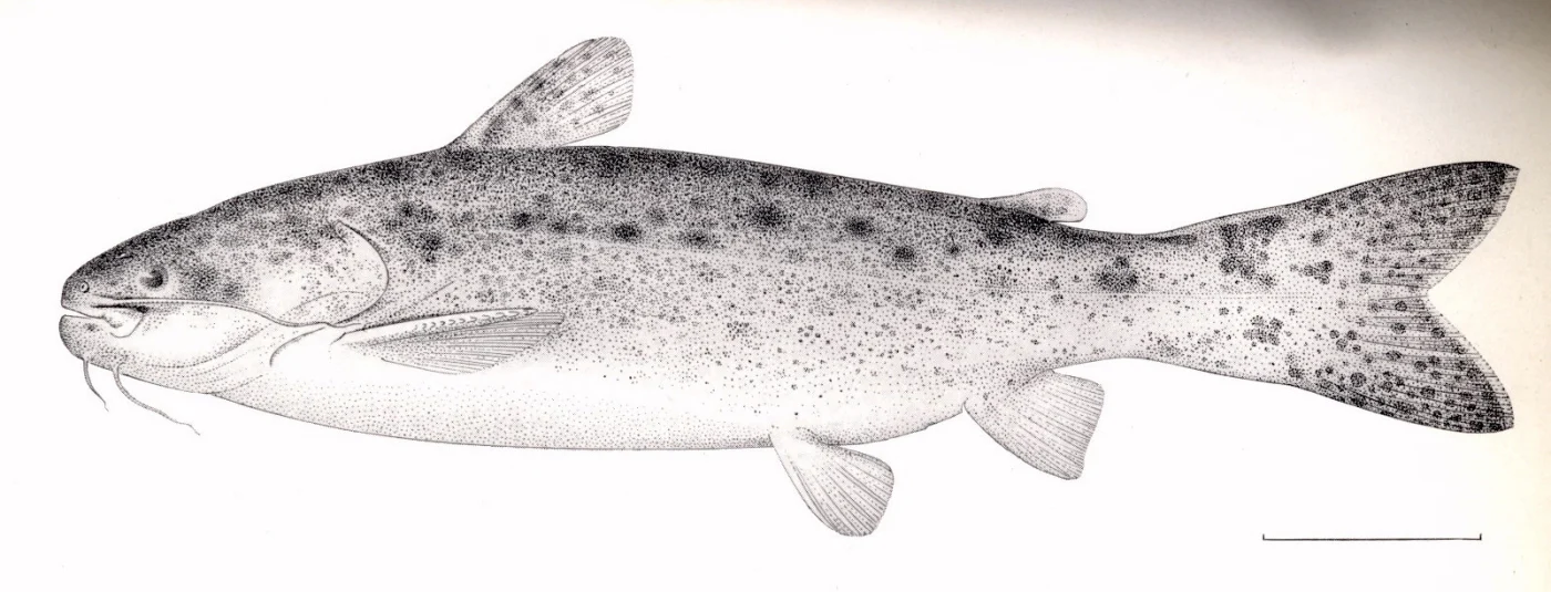 Wood catfish