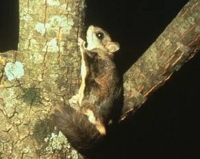Ardilla Voladora Septentrional