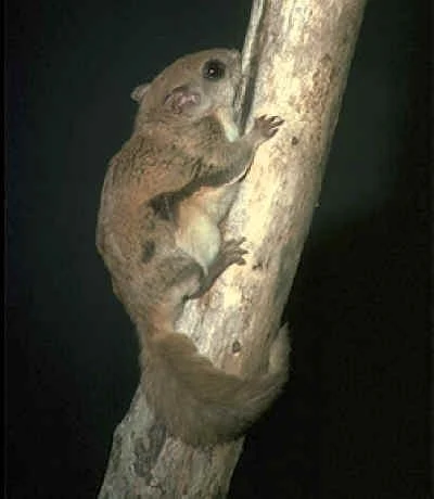 Ardilla Voladora Meridional
