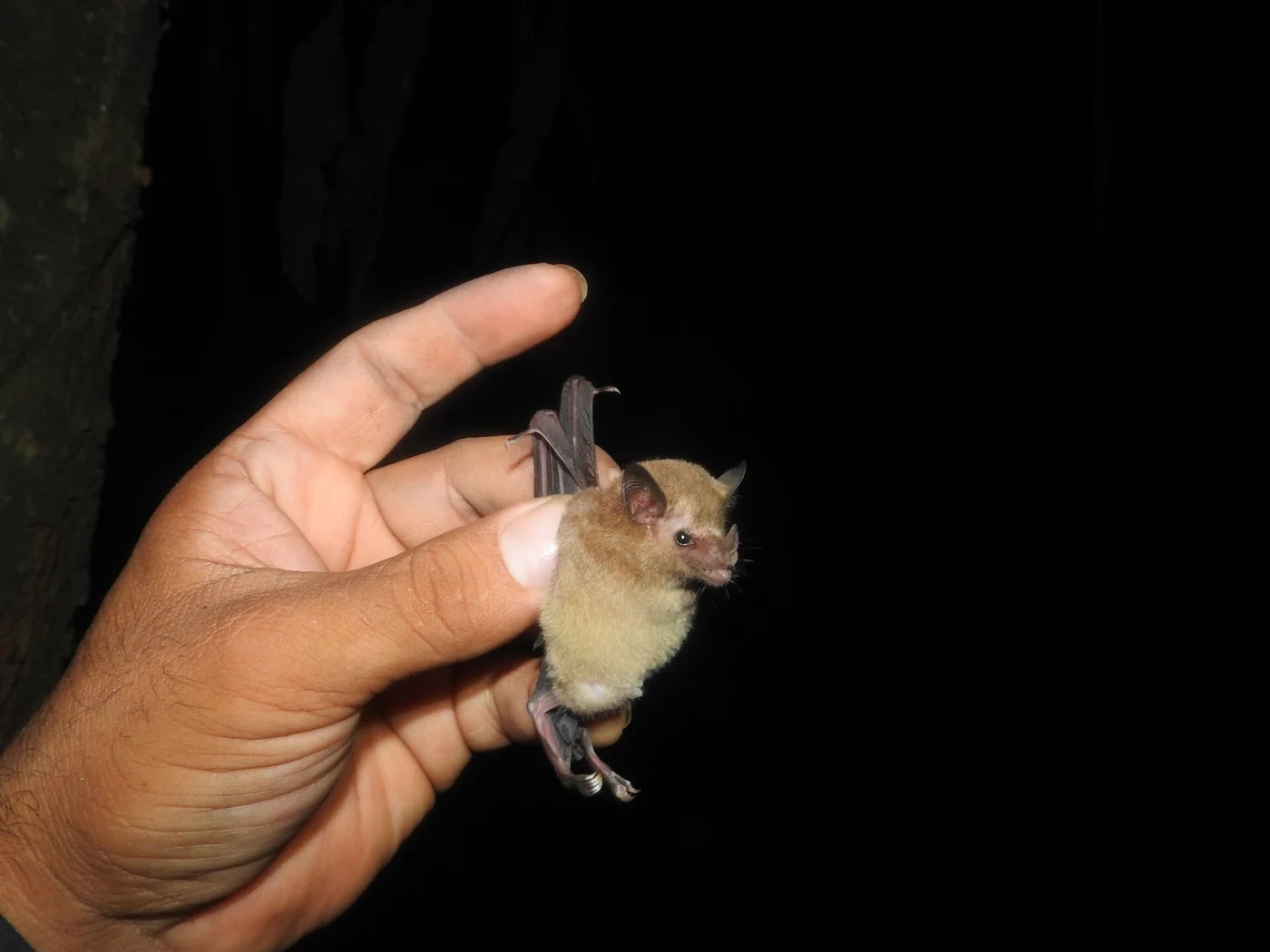 Western Long-tongued Bat