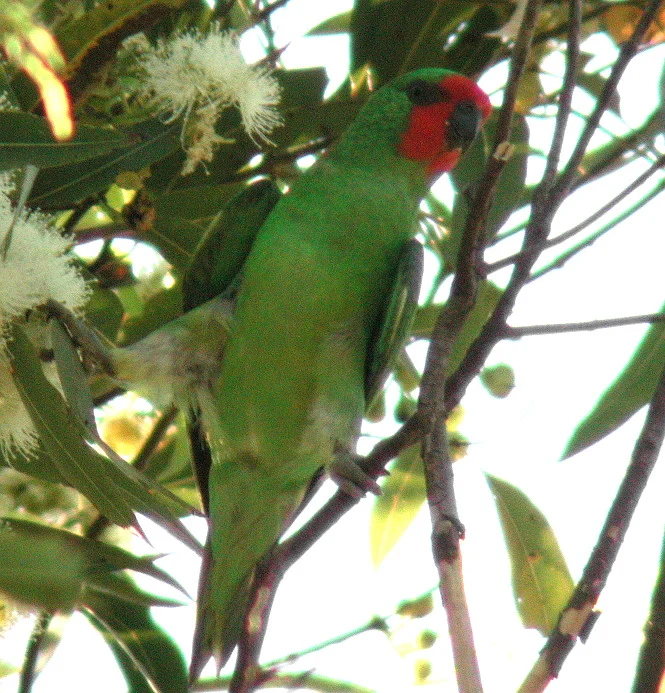 Little Lorikeet