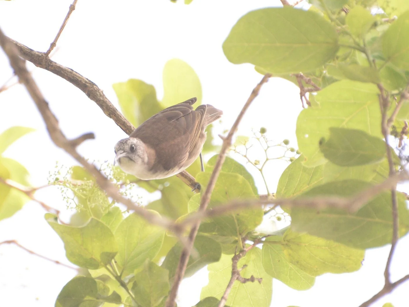 Vanuatu Honeyeater