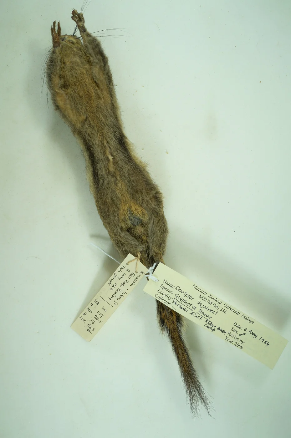 Ardilla pigmea de Borneo