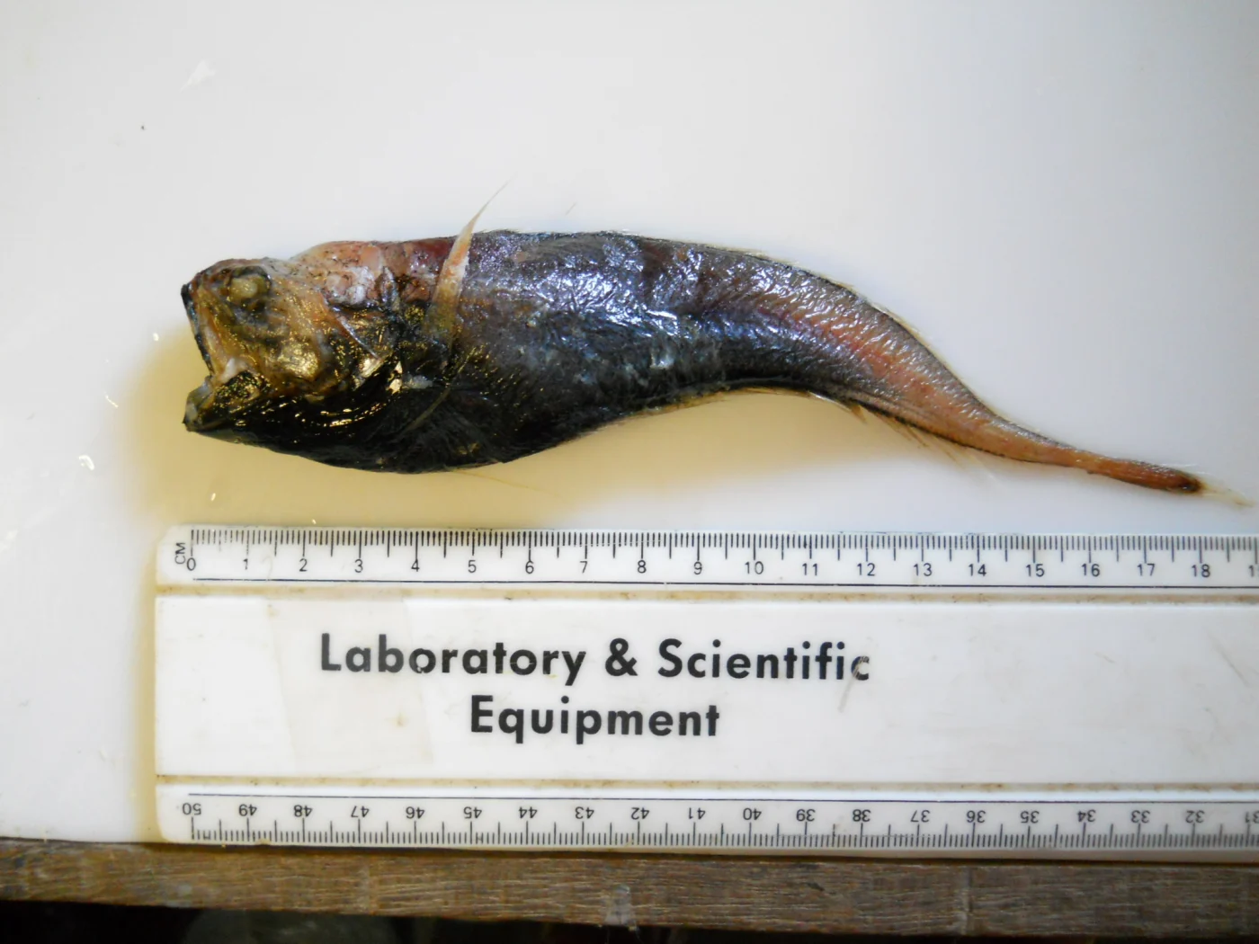 bigeye brotula