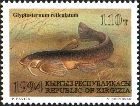 Turkestan Catfish