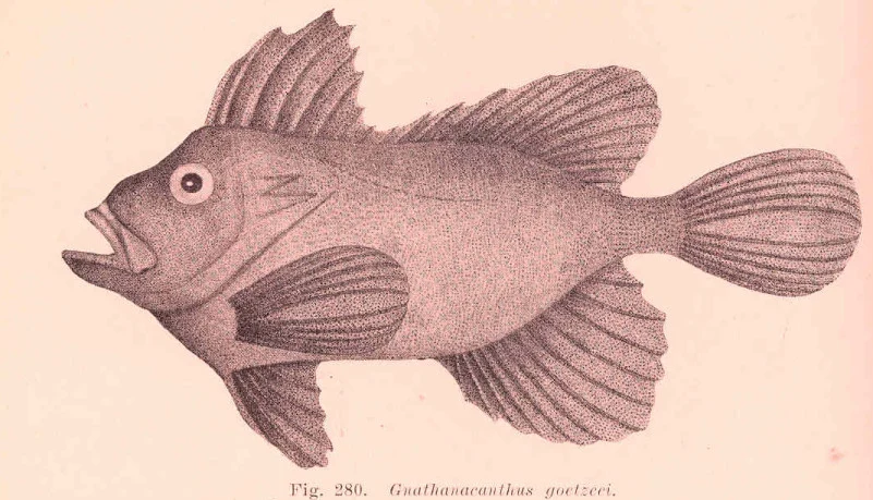 Red Velvetfish