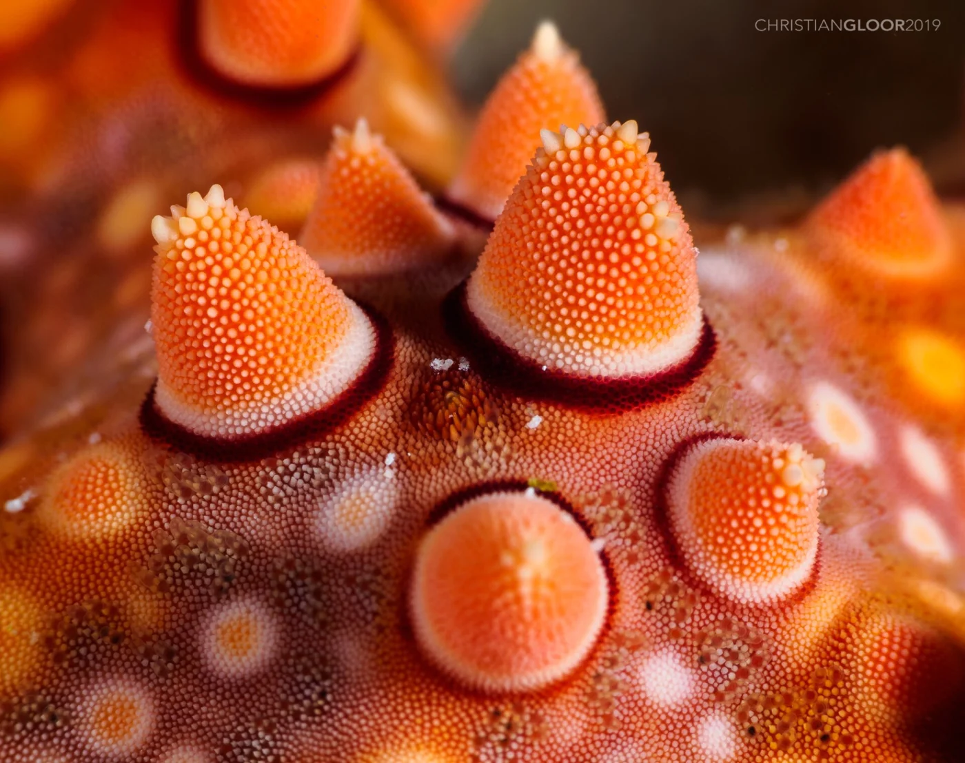 Spiny Sea Star