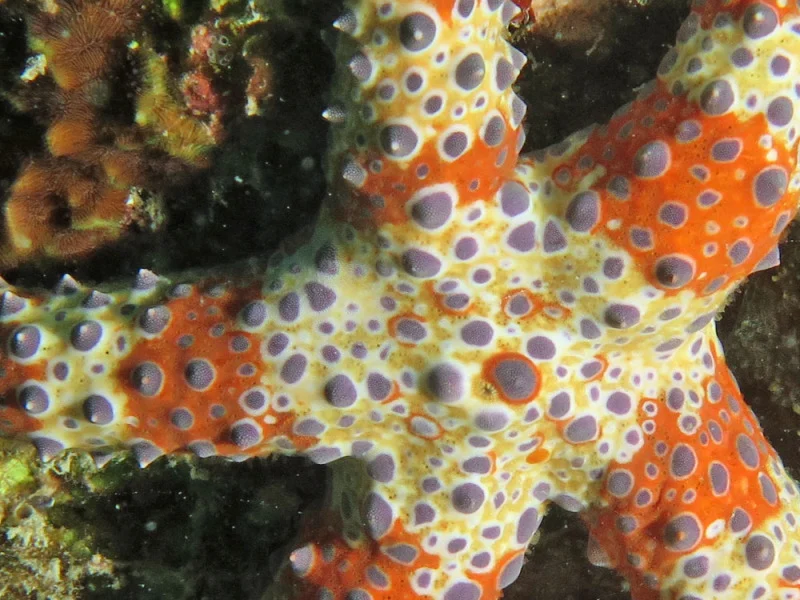Watson's Sea Star