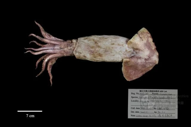 Small eight-armed gonate squid