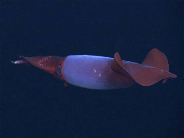 Shortarm Gonate Squid