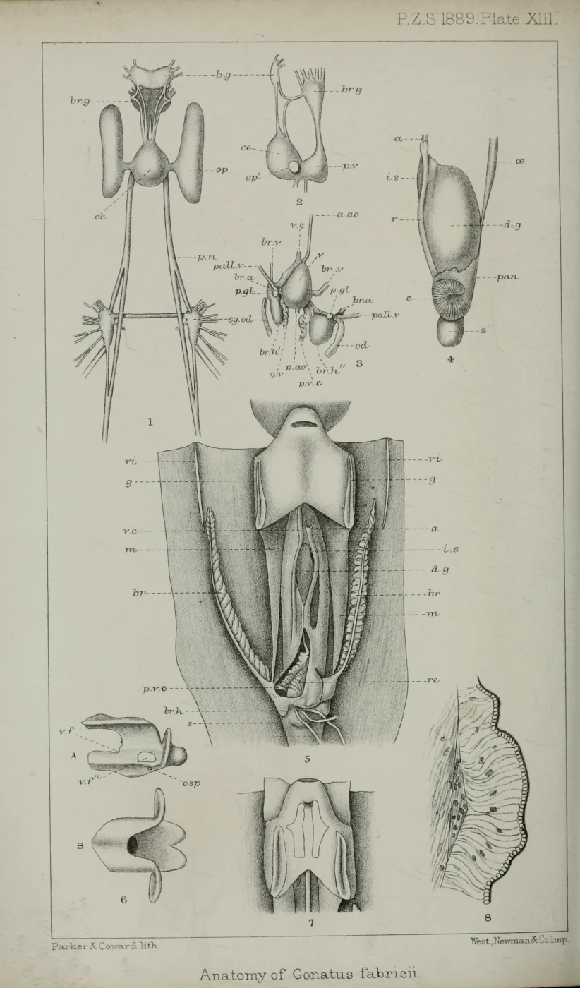 Atlantic armhook squid