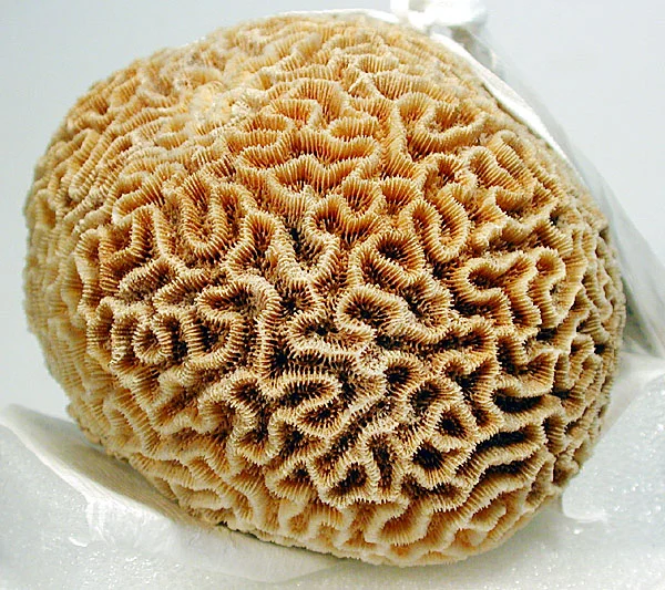 lesser star coral