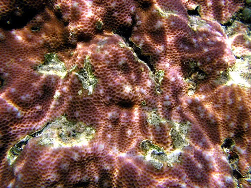 lesser star coral