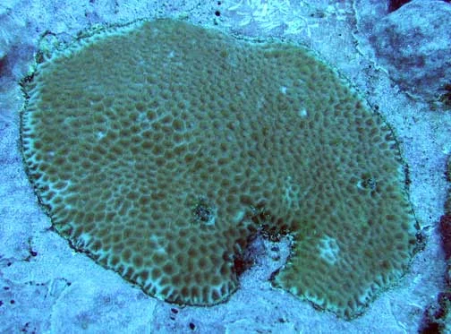 lesser star coral