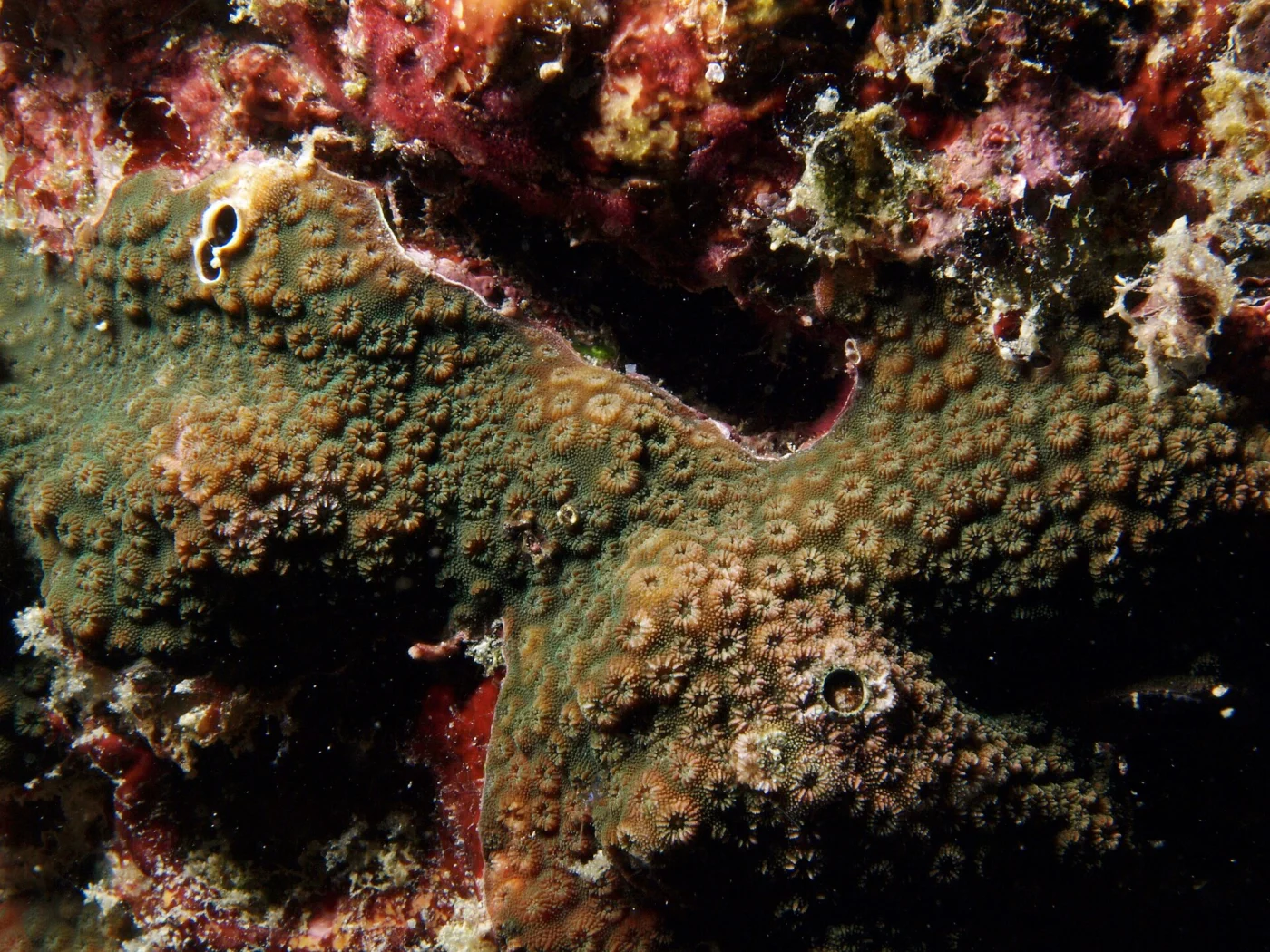 lesser star coral
