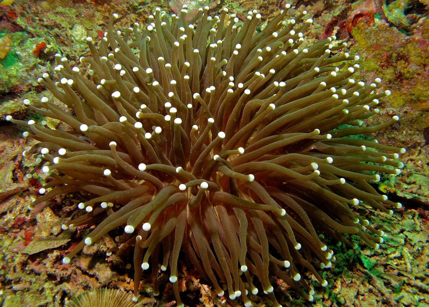 anemone coral
