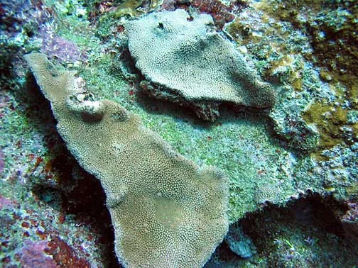 anemone coral