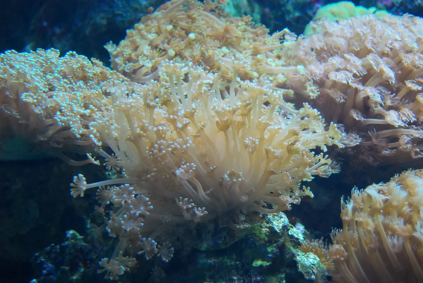 anemone coral