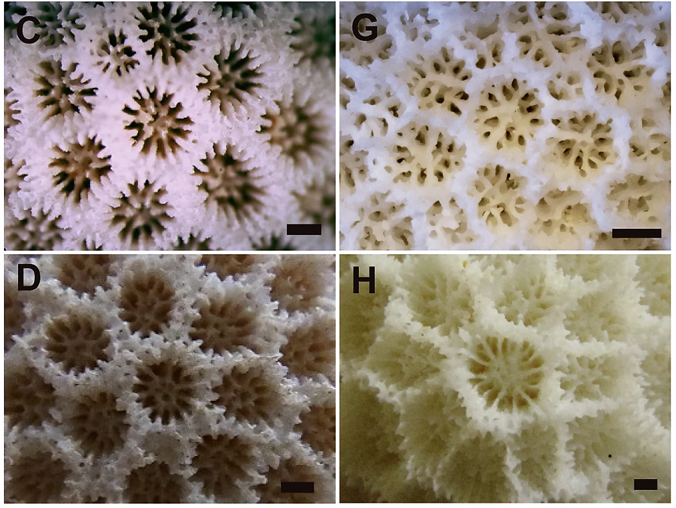 anemone coral