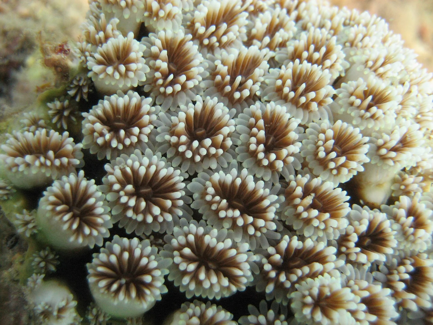 anemone coral
