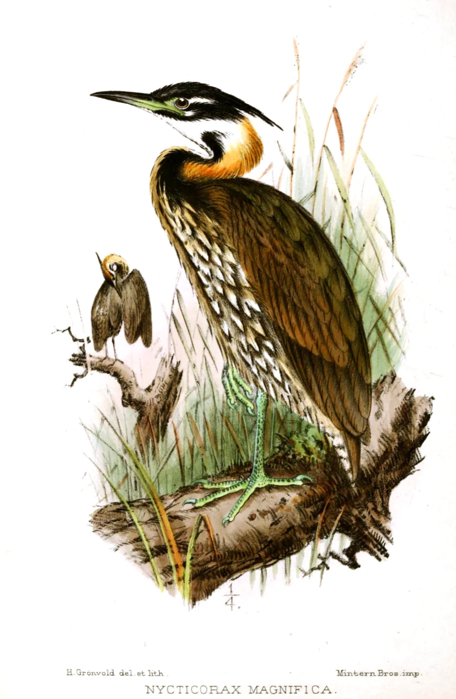 White-eared Night Heron