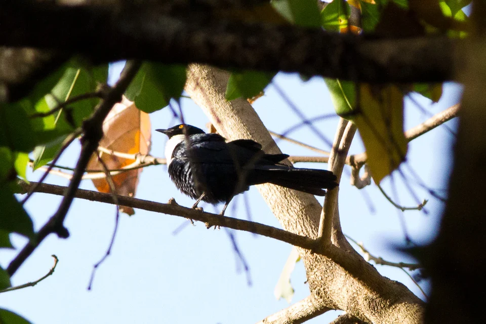 White-collared Starling