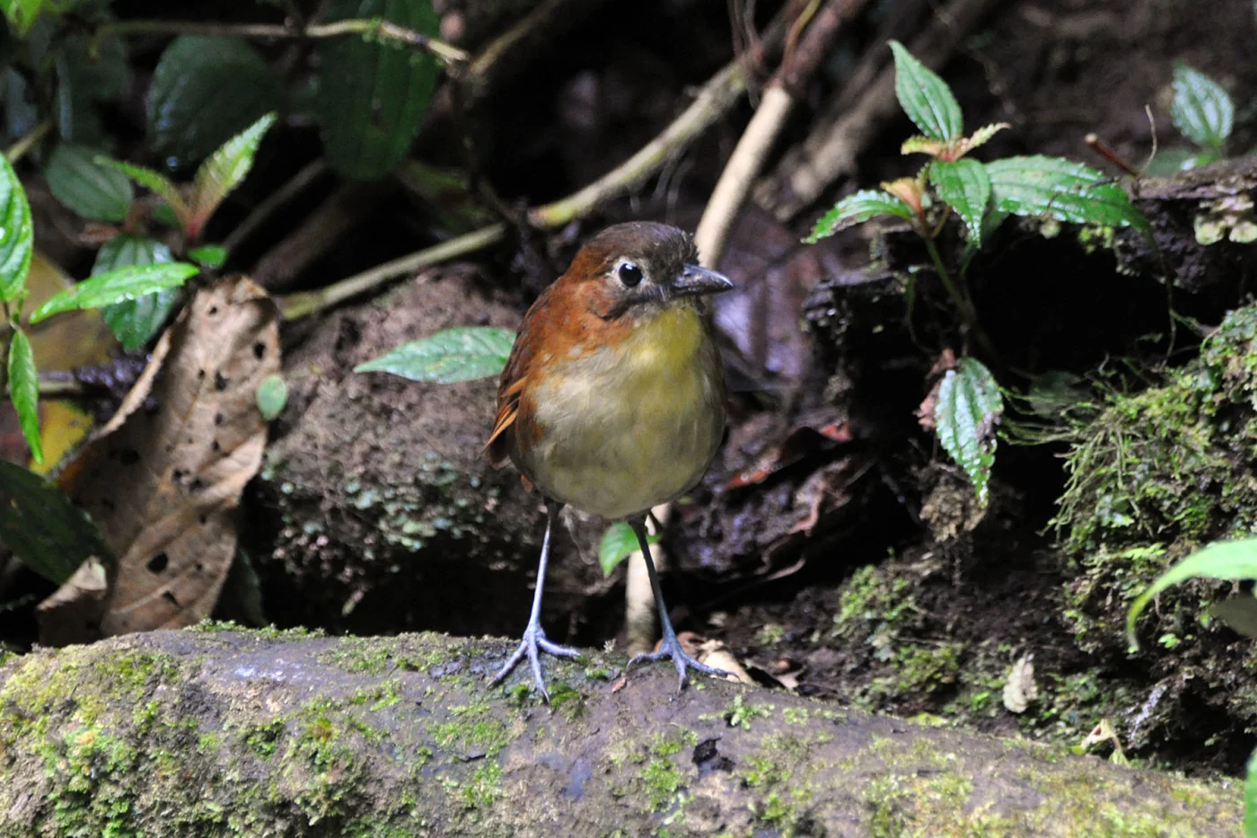 Yellow-breasted Antpitta