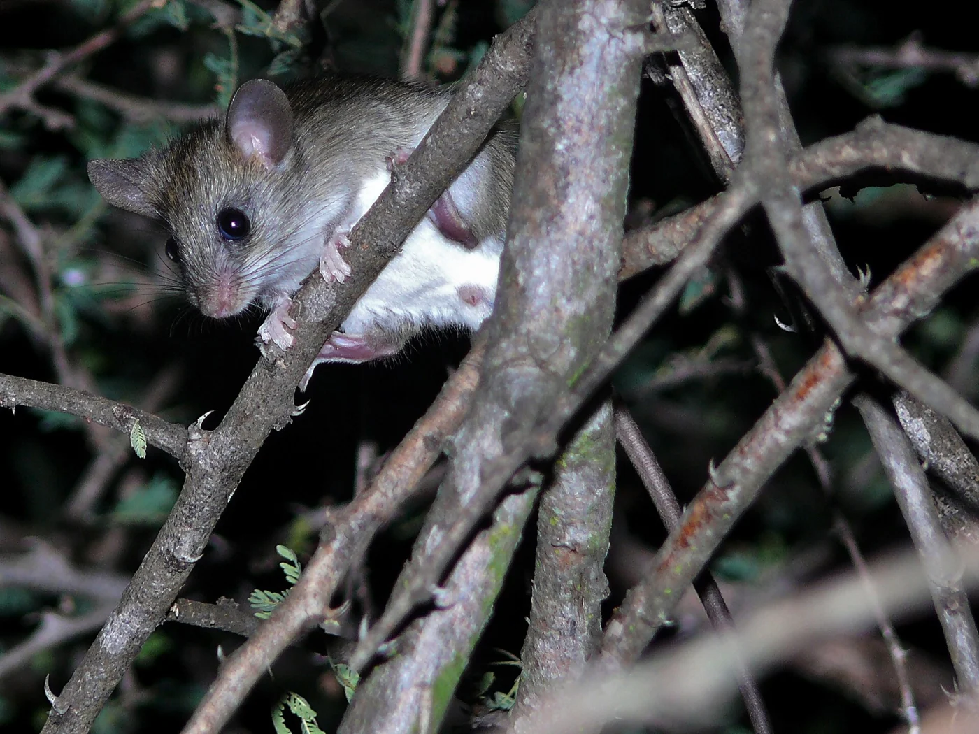 Arid Thicket Rat