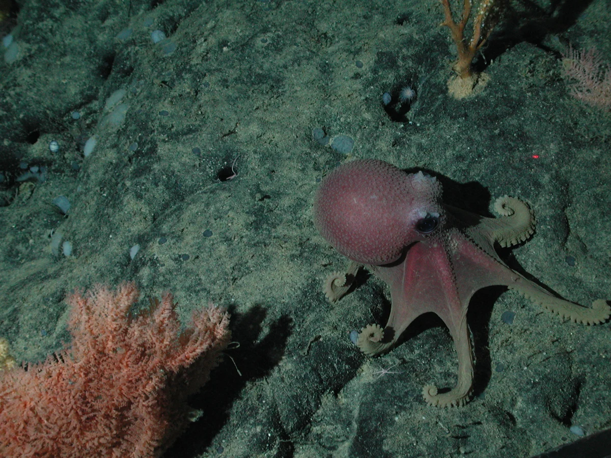 Taniwha Octopus