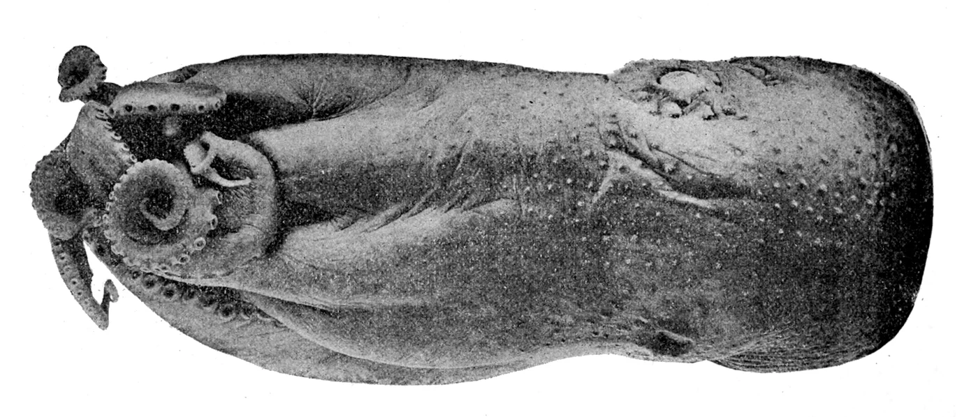 Warty Octopus