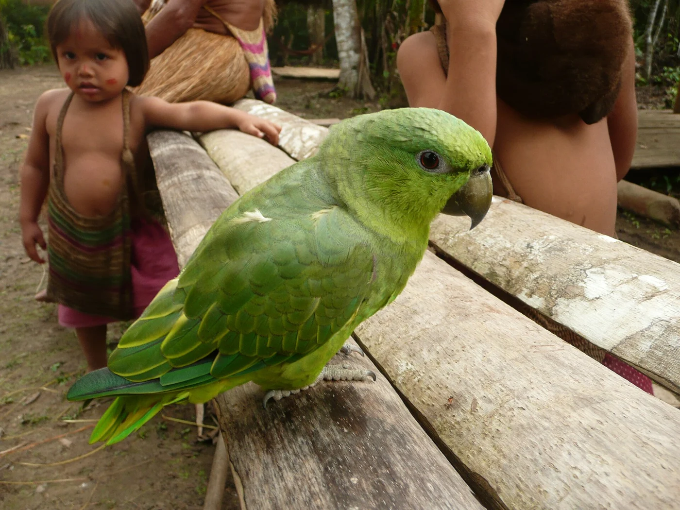 Short-Tailed Parrot