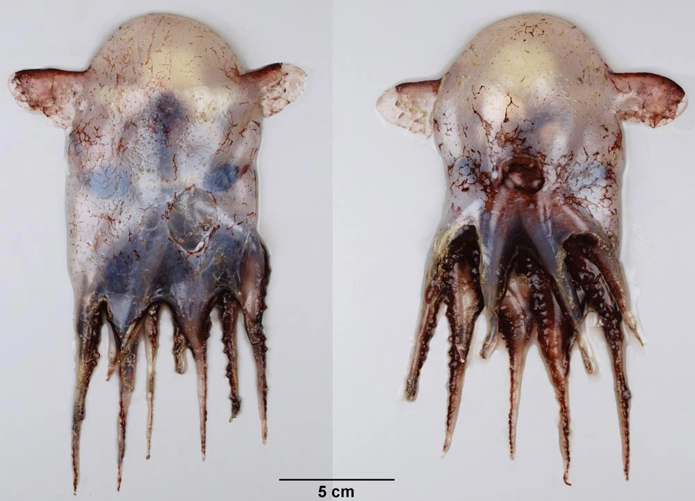 Small Jellyhead