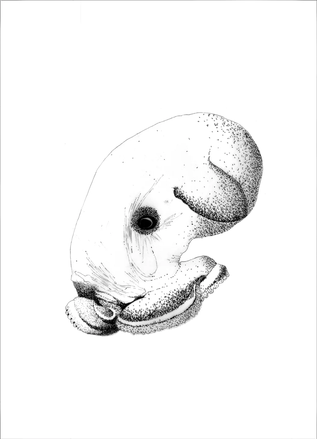 Wuelker's Dumbo Octopus
