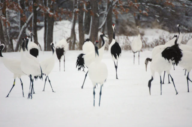 Japanese Crane