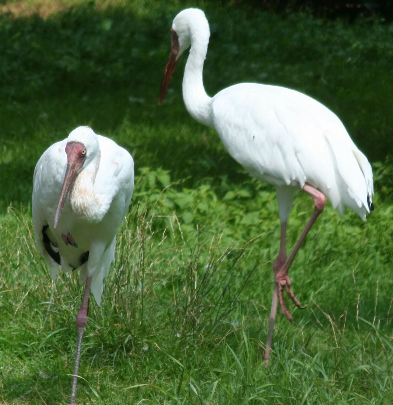 Siberian Crane