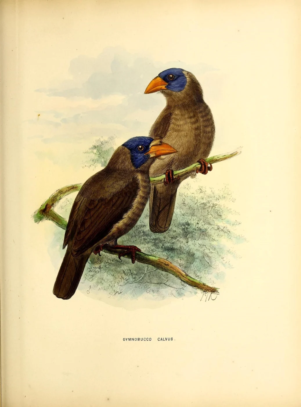 Naked-faced Barbet