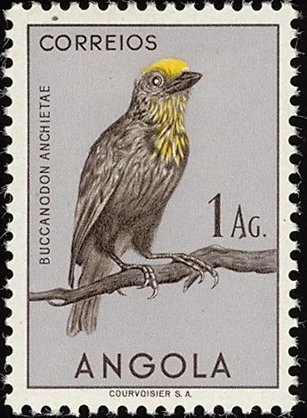 Sladen's Barbet